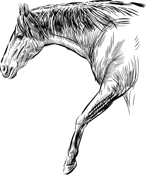 Stridig άλογο σκίτσο — Διανυσματικό Αρχείο