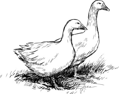 yerli kaz yürüyüş