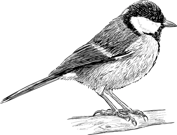 Boceto de titmouse — Archivo Imágenes Vectoriales