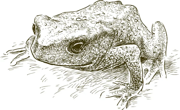 Эскиз жаба — стоковый вектор