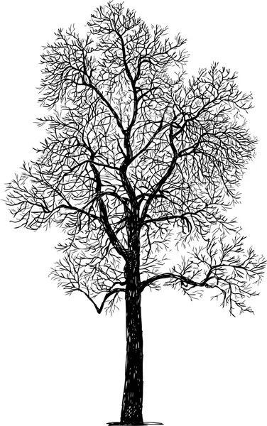 Bir ağacın silueti — Stok Vektör