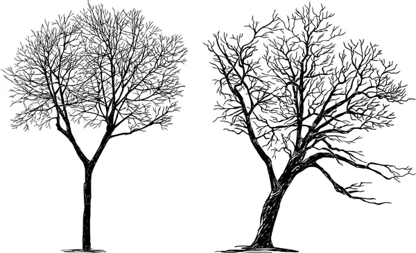 Sketches of the trees silhouette — Stock Vector