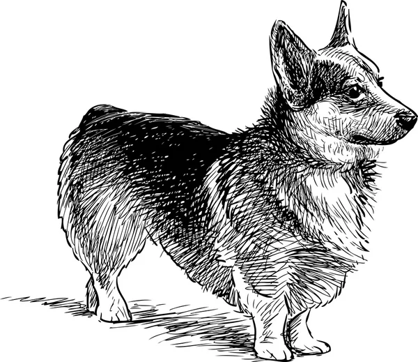Cão de corgi galês — Vetor de Stock