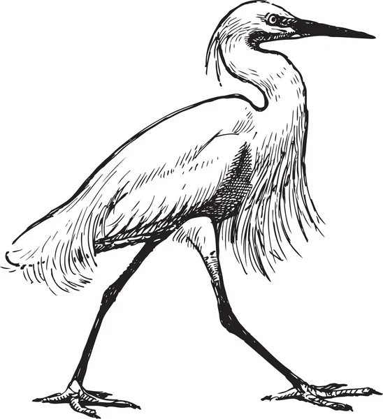 Walking heron sketch — Stock Vector