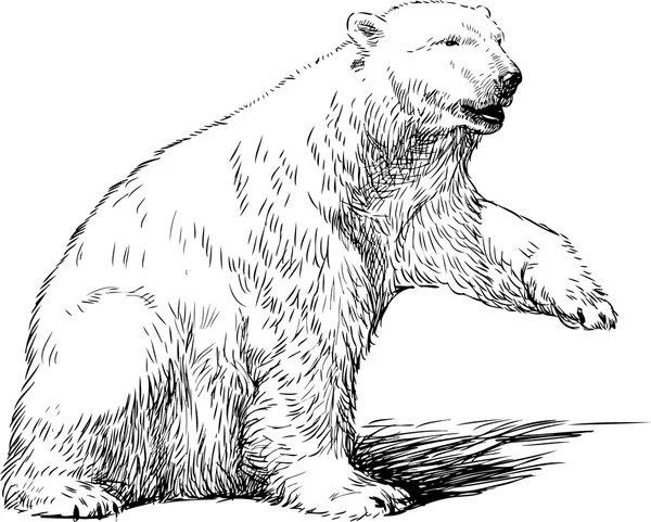 Esboço de um urso branco —  Vetores de Stock