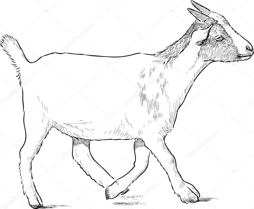 Disegno di vettore di una capra del bambino — Vettoriali di samakarov mail