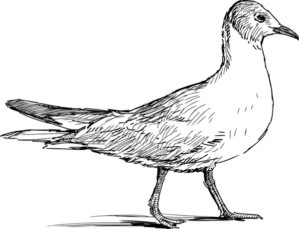 Gaviota caminante — Archivo Imágenes Vectoriales