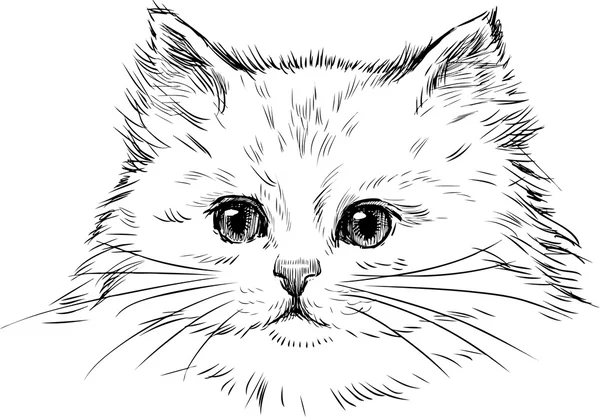 Tête d'un chaton blanc — Image vectorielle