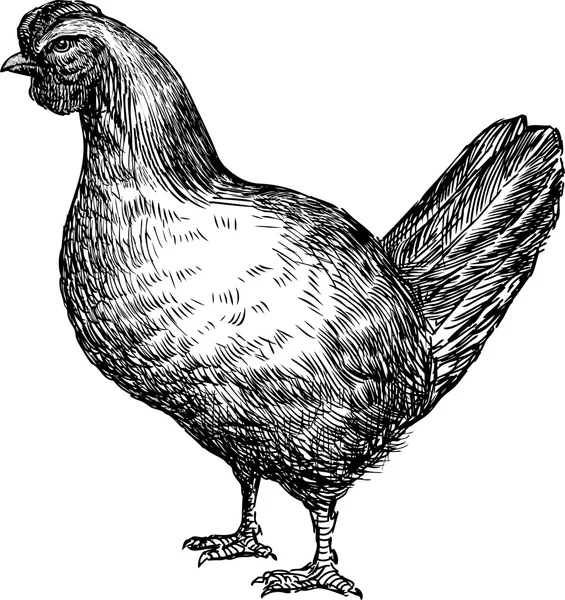 Jovem galinha esboço — Vetor de Stock