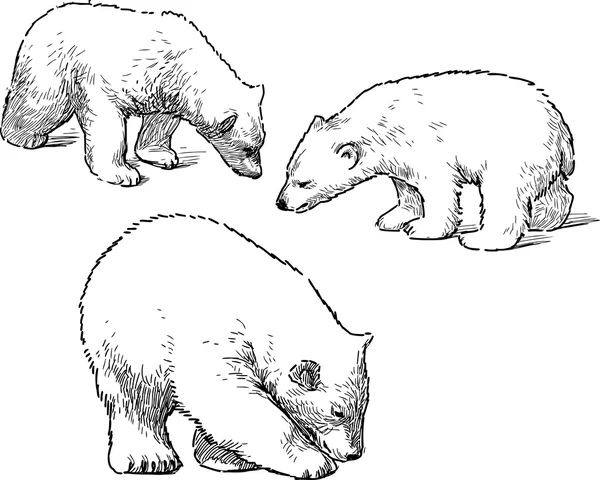 Bebés osos polares — Archivo Imágenes Vectoriales
