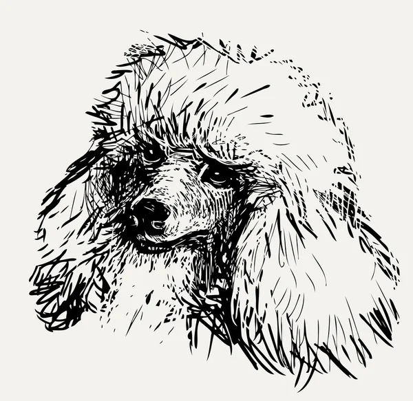 Head of poodle — Stock Vector