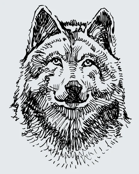 Sketch of the wolf head — Stock Vector