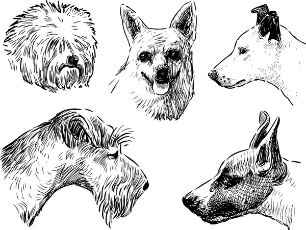 Köpfe der verschiedenen Hunde — Stockvektor