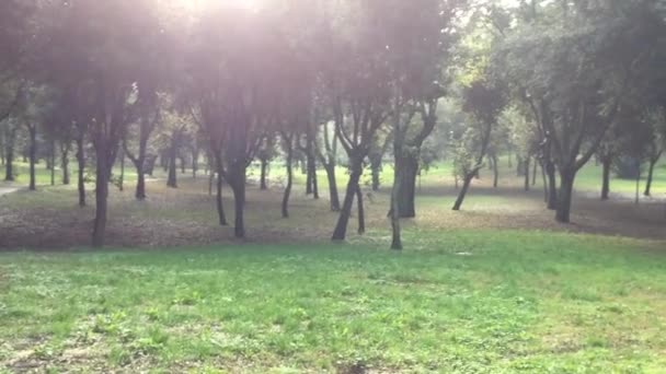 Дерев у саду Боргезе — стокове відео