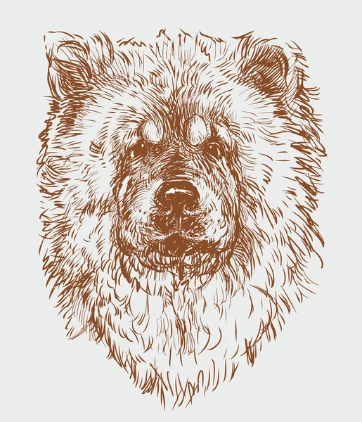 Portrét chow-chow pes — Stockový vektor