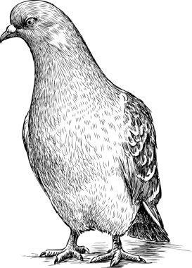 bir güvercin taslağını