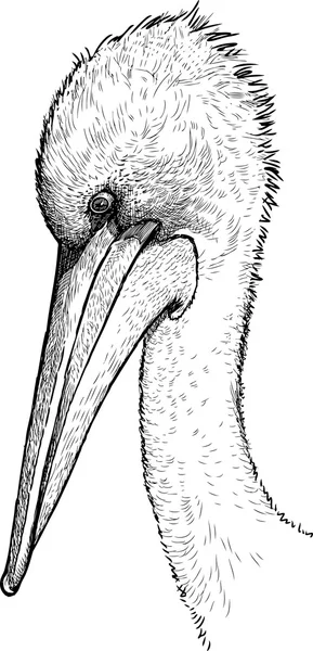 Head of a pelican — Stock Vector