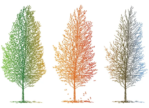 Vektorbild Von Skizzen Laubbaum Verschiedenen Jahreszeiten — Stockvektor