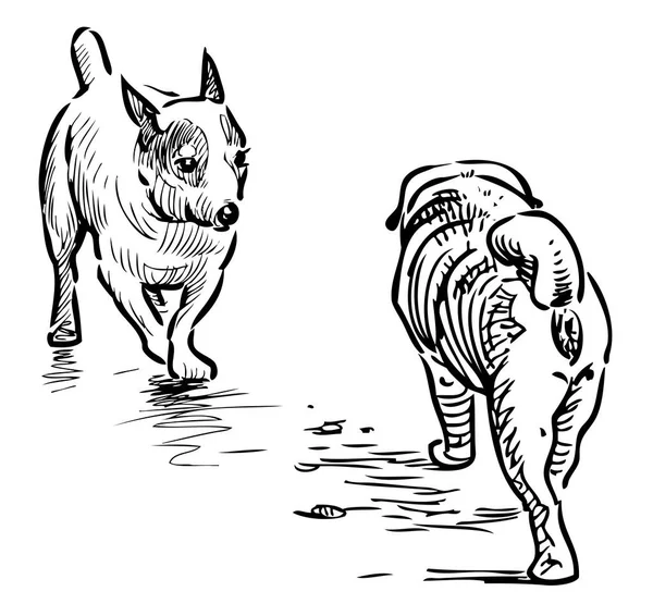 Σχεδιάγραμμα Δύο Σκυλιών Γύρο Συνάντηση Μια Βόλτα — Διανυσματικό Αρχείο