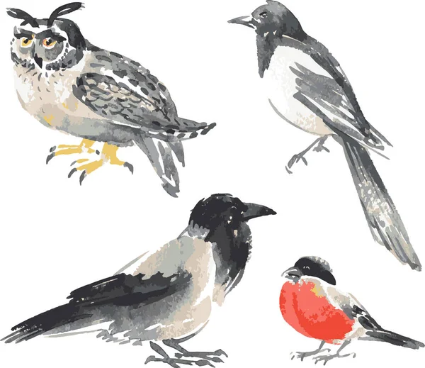 Suluboya Resimlerinin Vektör Görüntüsü Çeşitli Vahşi Kuşları Çizer — Stok Vektör