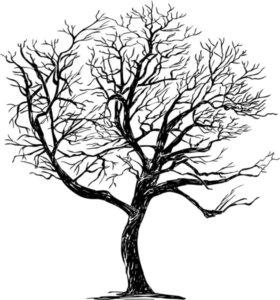 Dessin Main Levée Silhouette Unique Feuillu Arbre Saison Hivernale — Image vectorielle