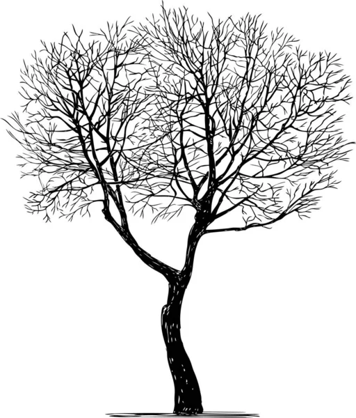 Croquis Silhouette Unique Feuillu Arbre Saison Hivernale — Image vectorielle