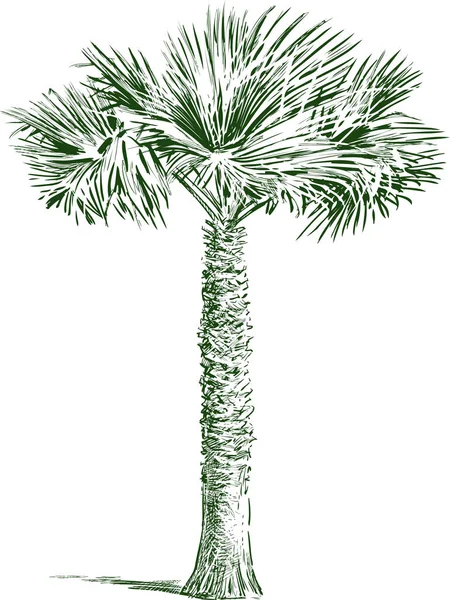 Sketsa Pohon Palem Tropis Tunggal - Stok Vektor