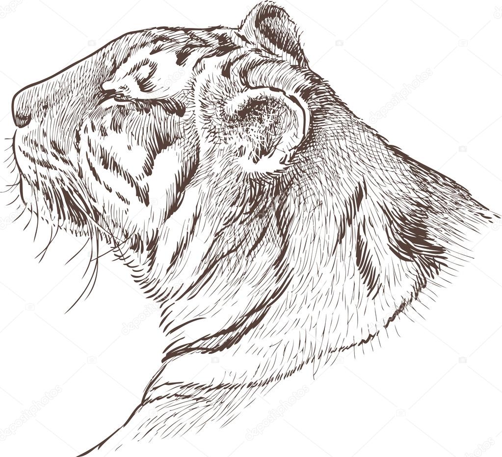 head of a tiger