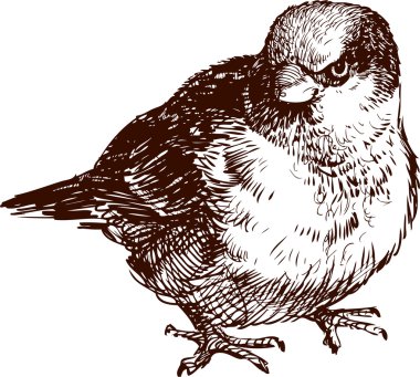 kızgın serçe kroki