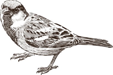 kızgın serçe taslağını