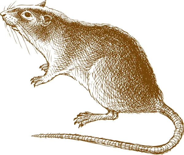 Grote rat schets — Stockvector