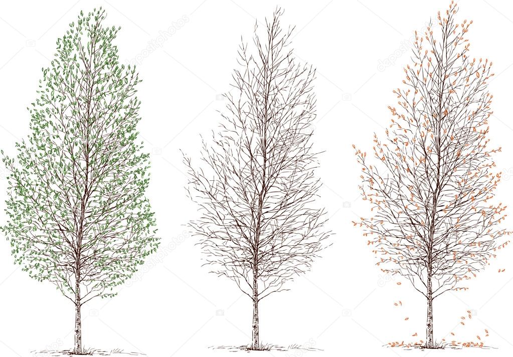 Brzozy W Sezonach Grafika Wektorowa Samakarov At Mailru