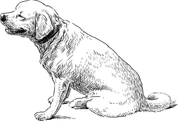 Gros chien assis — Image vectorielle