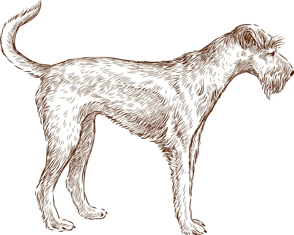 Baard hond schets — Stockvector