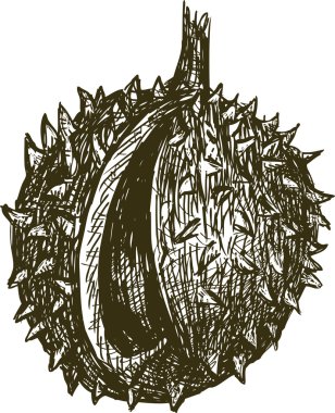 kestane taslağını