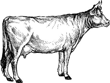 elle çizilmiş inek