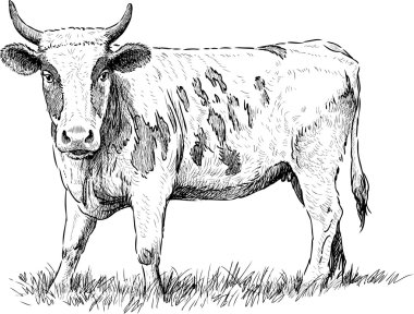 inek bakan kroki