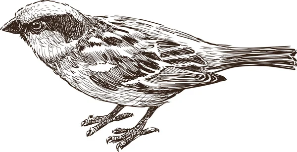 Boceto de pájaro de ciudad — Vector de stock