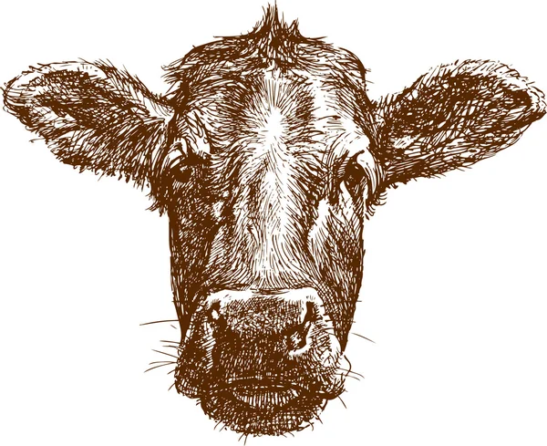 Muso di mucca schizzo — Vettoriale Stock