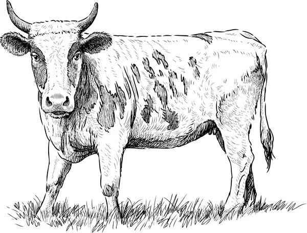 Bosquejo de la vaca mirando — Vector de stock