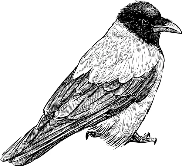 Croquis d'un grand corbeau — Image vectorielle