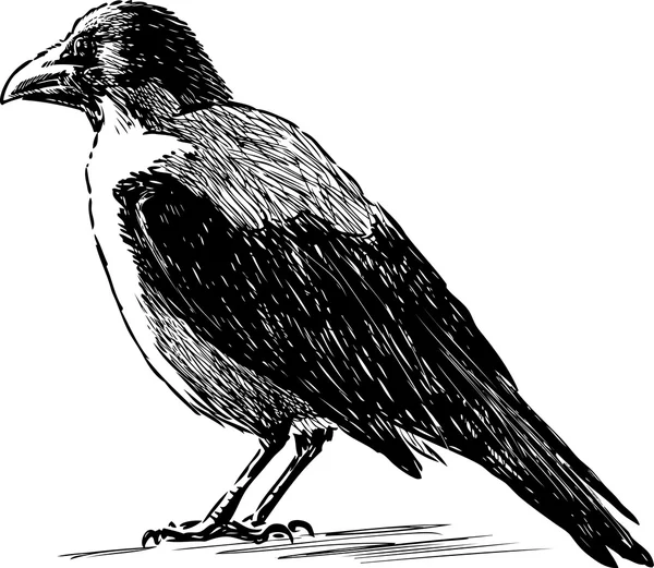 Grande corvo esboço — Vetor de Stock