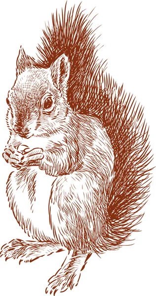 Sincap fındık yer.