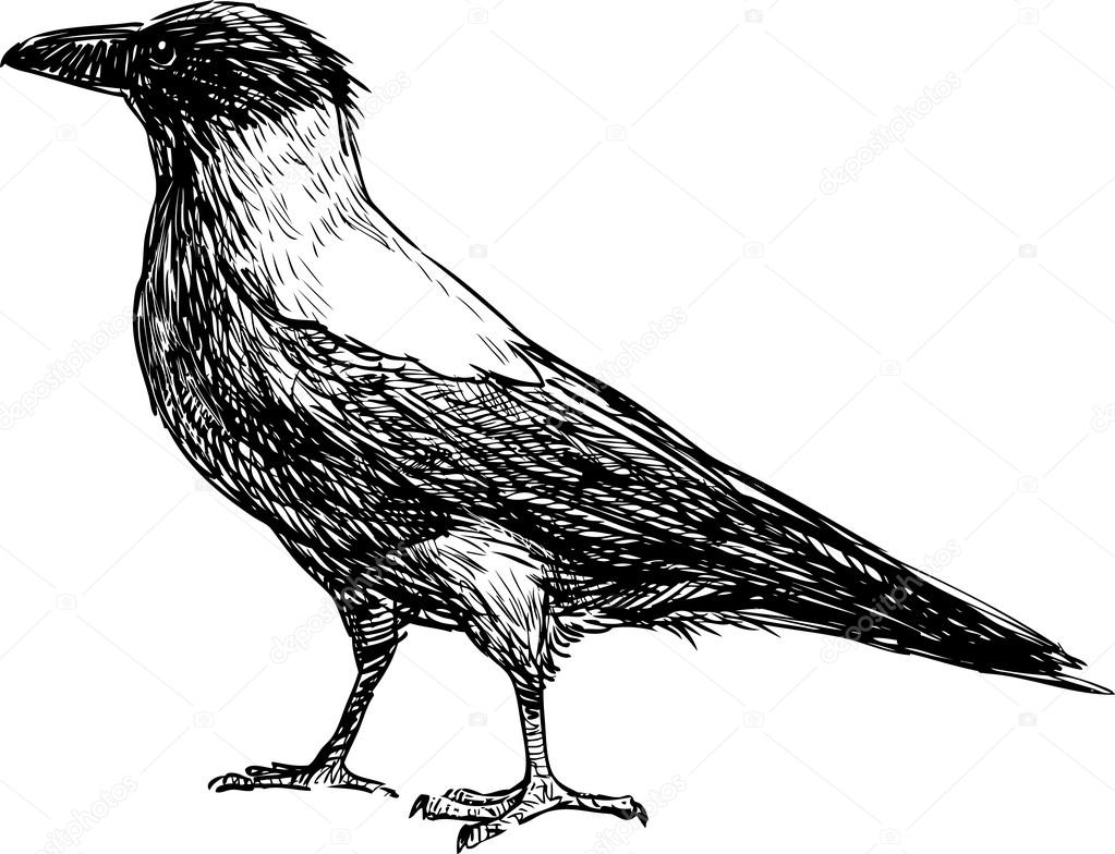 sketch of a big crow