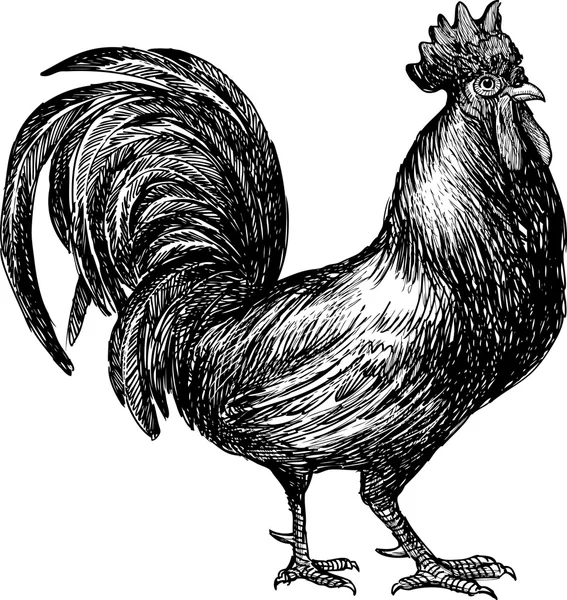 Sketch of a cock - Stock Vector. 