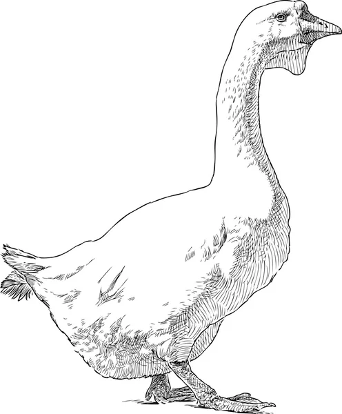 Big white goose — Stock Vector