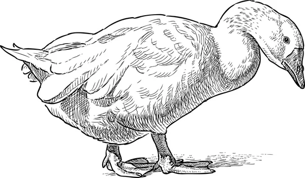 Witte binnenlandse gans — Stockvector