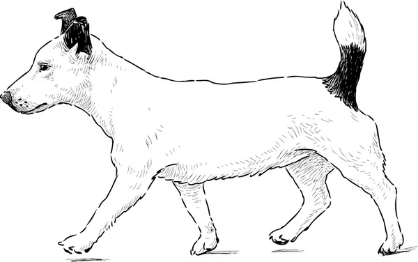 Собака на прогулке — стоковый вектор