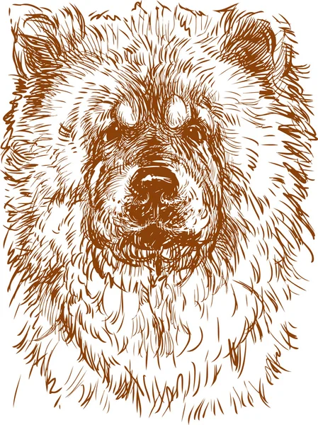 Portrait of chow chow — Stock Vector
