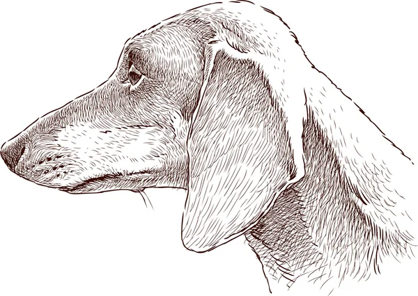 Retrato de dachshund — Vetor de Stock